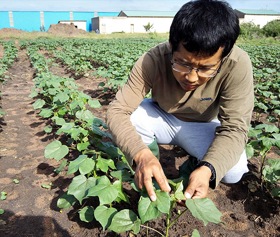 海企紡織（坦桑尼亞）有限公司廠區里的棉花種植試驗